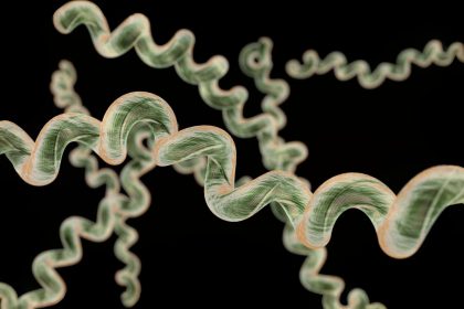 Un vieil antibiotique se montre prometteur contre la maladie de Lyme