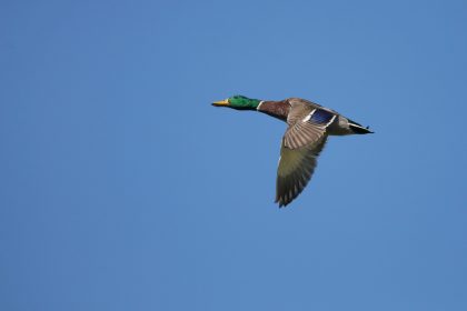Suisse : un canard a été pris en flagrant délit d&rsquo;excès de vitesse