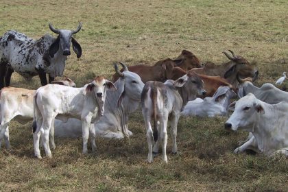 Une vache martiniquaise Brahman est à l&rsquo;honneur du Salon de l&rsquo;agriculture 2026