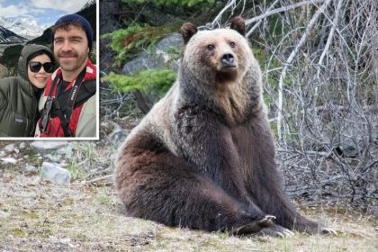 Un homme de Banff prend des photos d’un énorme grizzli qui se détend au bord de l’autoroute : « L’ours se détendait nonchalamment »