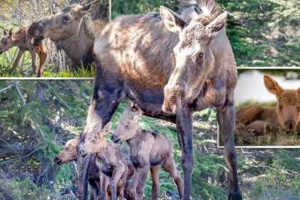 Une chance sur mille : une photographe en Alaska capture d’étonnants triplés d’orignaux nouveau-nés avec leur mère