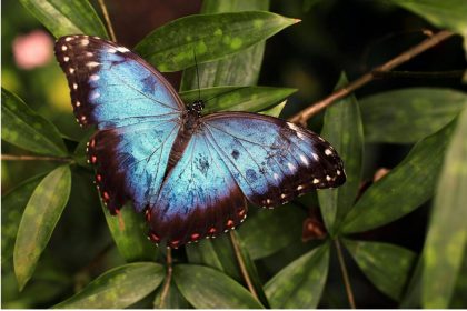 Ailes fantaisistes : créer un jardin sanctuaire