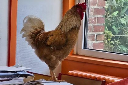 « Tous veulent jouer avec lui » : Cacahuète, le coq d’une école d’Amiens, fait le buzz sur les réseaux sociaux