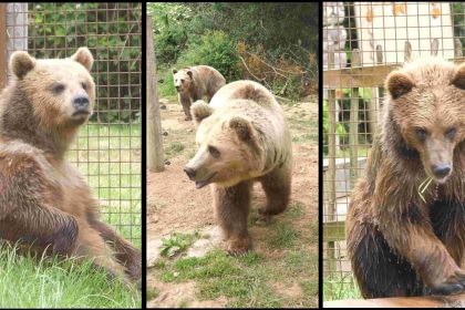 Deux ours s&rsquo;échappent de leur enclos pour faire un festin de miel