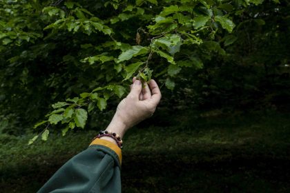 Une étude révèle le rôle protecteur des vieux arbres envers les jeunes en cas de danger
