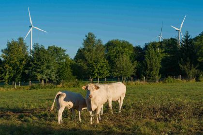 Éoliennes : une sénatrice alerte de l’impact sur les animaux d’élevage