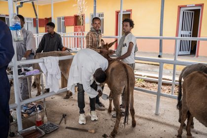En Éthiopie, une clinique pour remettre des ânes sur pattes
