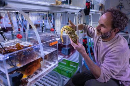 Un laboratoire français tente d’adapter les huîtres à un océan plus acide