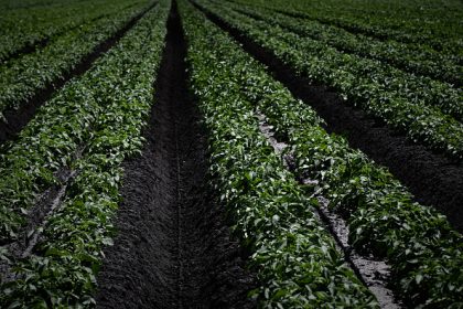 Dans les Landes, quand la pomme de terre cultive son environnement