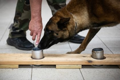 Chiens d&rsquo;élite de la gendarmerie : quel est le rôle des « e-dogs » ?