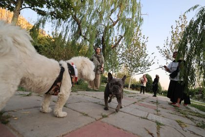 Iran : plusieurs villes interdisent de promener les chiens