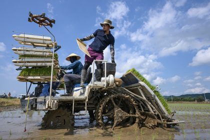 Japon : face à la flambée des prix du riz, les agriculteurs sonnent l&rsquo;alarme