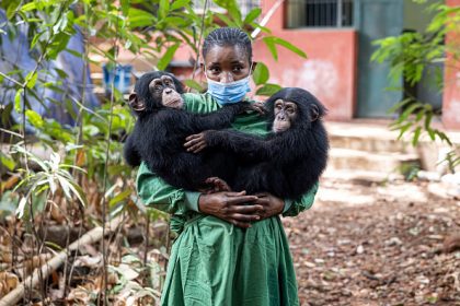 En Sierra Leone, un sanctuaire pour les chimpanzés menacé par l’alarmante déforestation