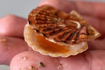 Coquilles Saint-Jacques : une écloserie bretonne, unique en Europe, lutte contre l’épuisement de la ressource