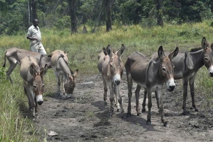 Près de 6 millions d&rsquo;ânes abattus chaque année pour le commerce de peaux vers la Chine