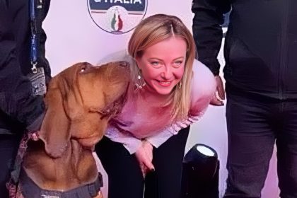 Italie : Bruno, le chien héros décoré par Giorgia Meloni, tué « par vengeance » par des saucisses remplies de clous
