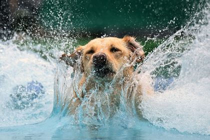 À Valence, le centre O’CANEO ouvre sa piscine aux chiens du refuge : « On voit bien qu’ils passent du bon temps »