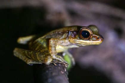 Malaisie : protéger les grenouilles et leur habitat dans la jungle de Bornéo