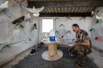 Près de Paris, les derniers pigeons militaires d’Europe s’envolent toujours