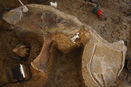 Une « découverte scientifique énorme » : une nouvelle espèce de dinosaure continue de sortir de terre en Charente