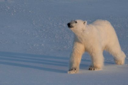 Arctique : des ours polaires en meilleure santé que prévu, mais pour combien de temps ?