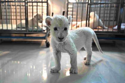 « De la folie pure » : la Thaïlande en proie à la surpopulation de lions domestiques