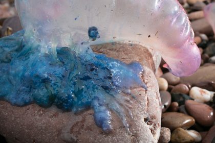 Échouages de physalies dangereuses : plusieurs plages fermées sur les côtes landaises et basques