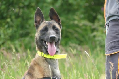 L’histoire de Winnie, un malinois « qui impose le respect » : sauvé de la mort, il a rejoint l’équipe cynophile de la gendarmerie