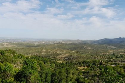 Le gouvernement régional d’Andalousie poursuivra l’abattage des oliviers à Jaén malgré l’opposition de la population