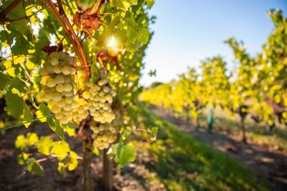 Vendanges en Champagne : prison ferme pour exploitation de travailleurs