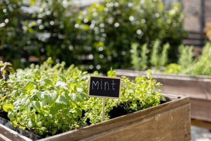Les nombreuses saveurs de la menthe : orange, banane, chocolat, pomme et plus encore