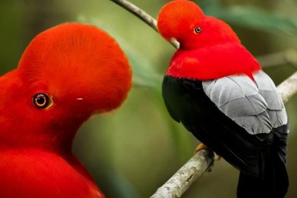 Une photographe immortalise le « Coq-de-roche péruvien », oiseau insaisissable et éblouissant, dans les forêts nuageuses d’Amérique du Sud