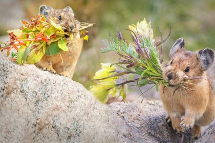 Le fleuriste le plus mignon et le plus intelligent de la nature : le pika américain