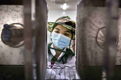 Les autorités chinoises imposent des tests sanguins et libèrent des moustiques de laboratoire pour lutter contre l&rsquo;épidémie de chikungunya