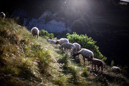 Les chèvres et les moutons : des alliés oubliés contre les incendies de forêt ?