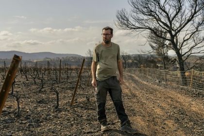 Après les incendies : dans les Corbières, des vendanges solidaires pour aider les viticulteurs sinistrés