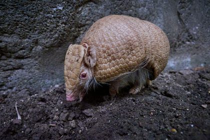 Naissance exceptionnelle d’un tatou albinos au zoo de Beauval