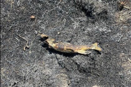Au Canada, un incendie déclenché par un poisson tombé du ciel