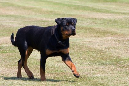 Un enfant de neuf ans tué par le chien de la famille dans le Loiret