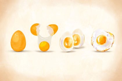 L’œuf : une protéine complète qui stimule le cerveau et les muscles