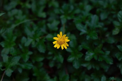 Premiers soins naturels : les plantes qui accélèrent la guérison des fractures et soulagent la douleur