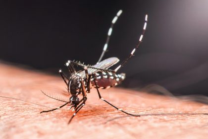 L’épidémie de chikungunya déclenche des mesures de contrôle similaires à celles du Covid-19 en Chine