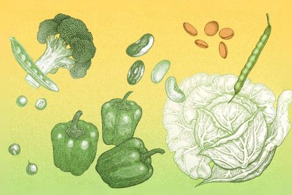 Antinutriments : comprendre et limiter leurs effets