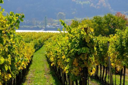 Droits de douane américains : dans les vignes bordelaises, une énième « mauvaise nouvelle »