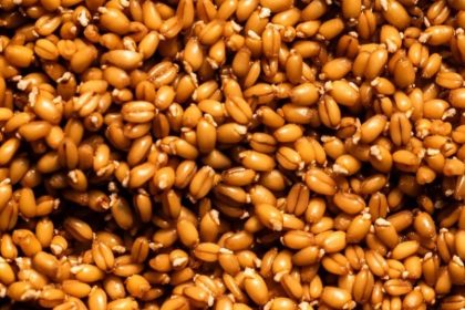 Du bocal à l’assiette : les vertus insoupçonnées des graines germées