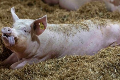 « Fête du cochon » : elle a finalement lieu, malgré les protestations d’une députée LFI