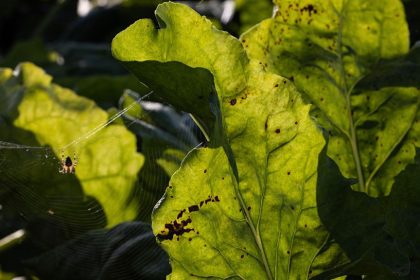 Les agriculteurs protestent contre la restriction des pesticides : quelle est l’efficacité des pulvérisations écologiques?