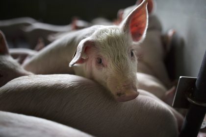 La Chine frappe le porc de l’UE avec des droits de douane allant jusqu’à 62%, aggravant le conflit commercial