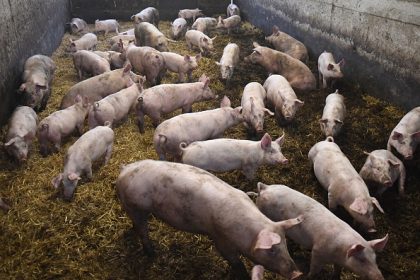 Manche : des centaines de porcs découverts morts dans un élevage