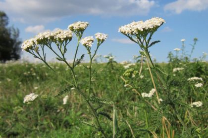 Douleurs abdominales et menstruelles : la plante médicinale qui apaise naturellement